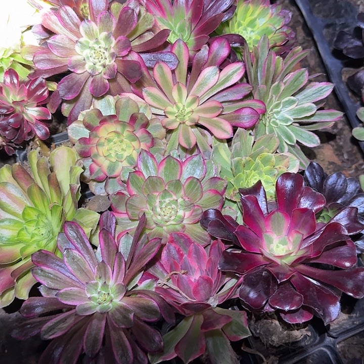 6颗法师单头苗组合亏本福利