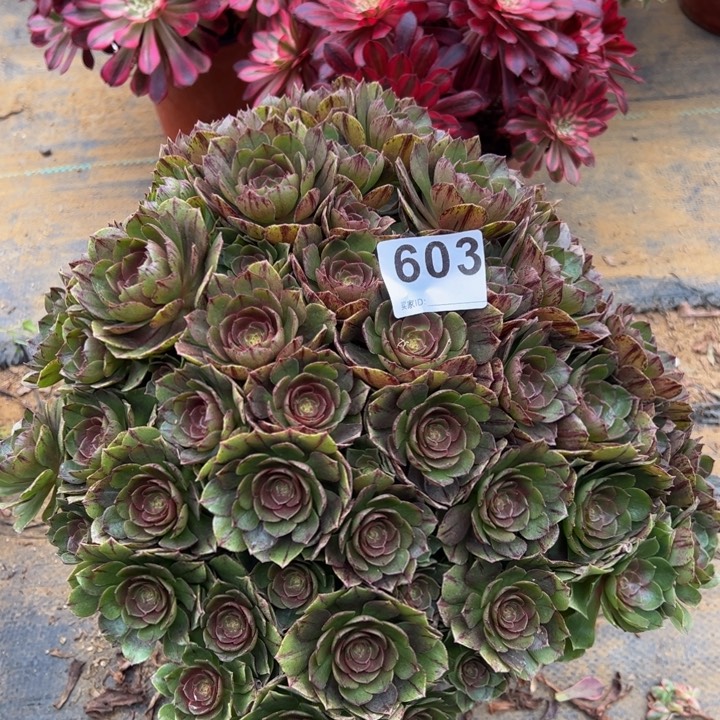 万拉丝多肉植物603