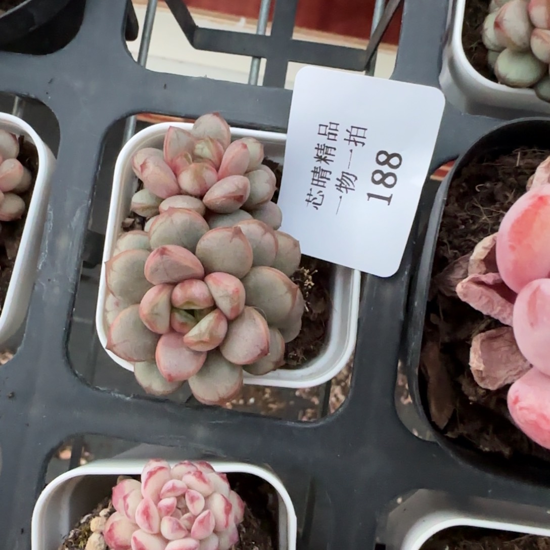 闪购精品多肉188号