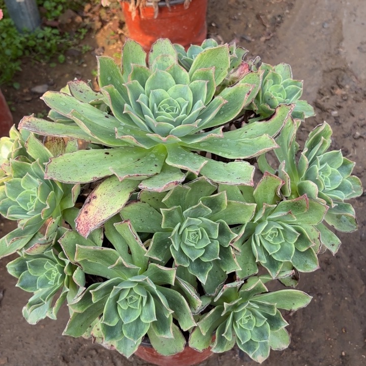 多肉植物玉龙观音锦22