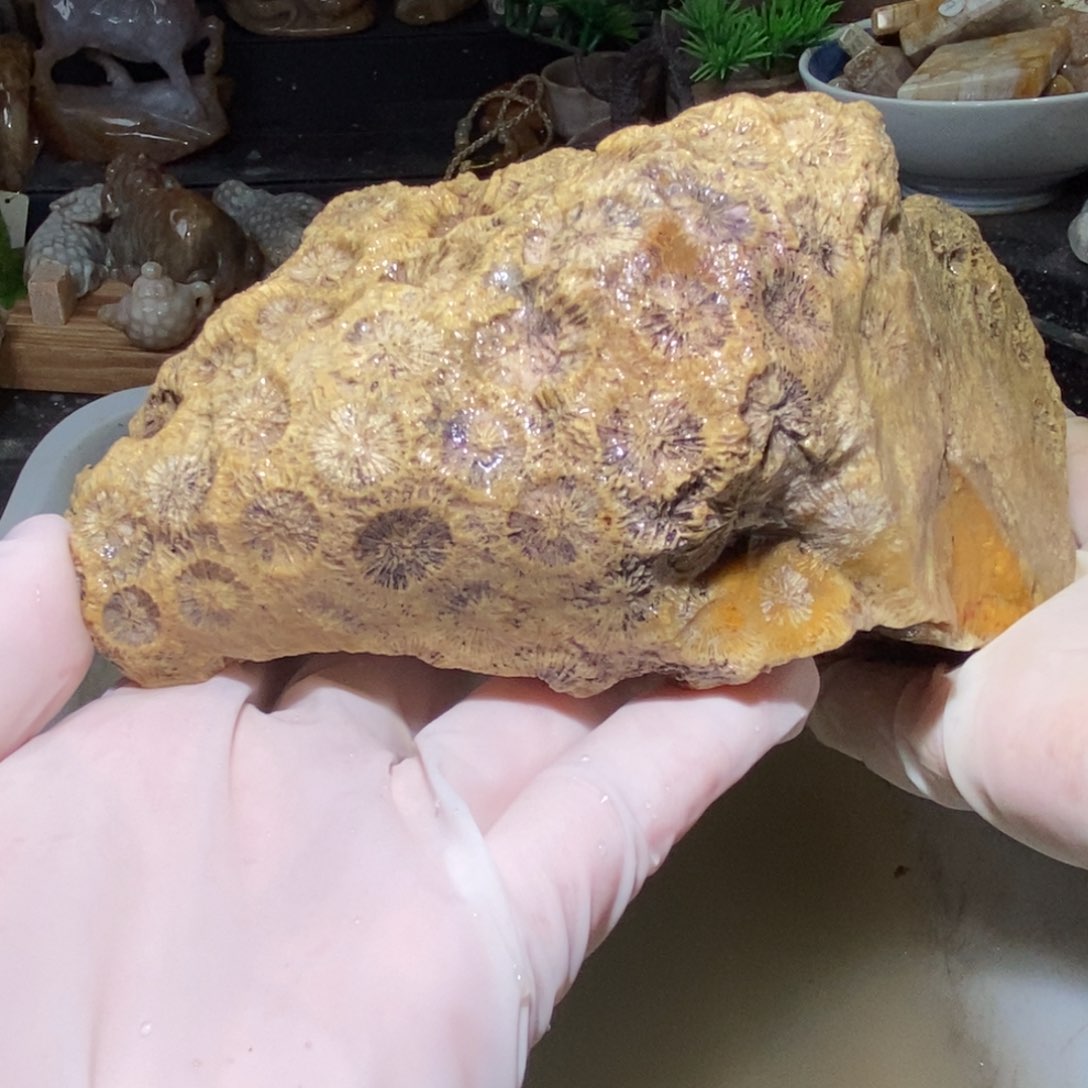 【闪购商品】硅化玉颈饰未镶嵌