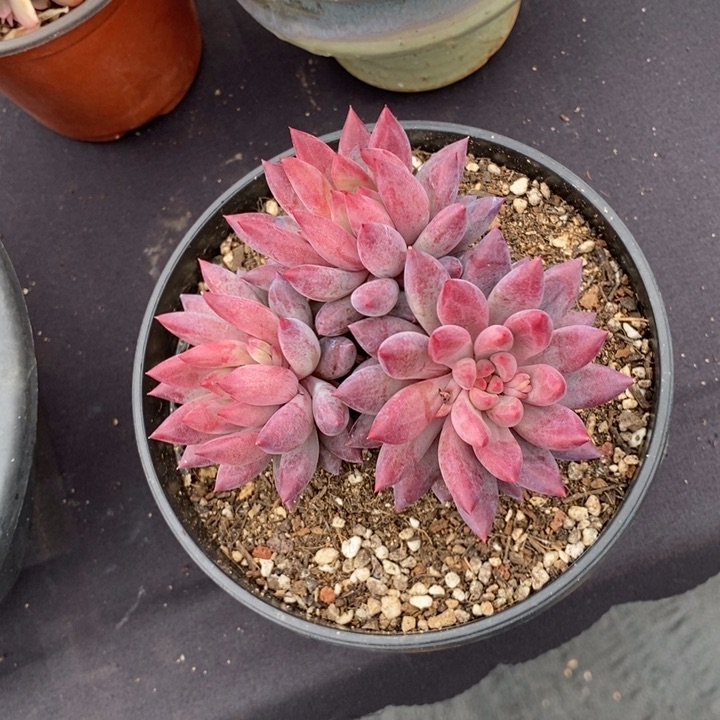 3头虞美人肉肉肉肉肉