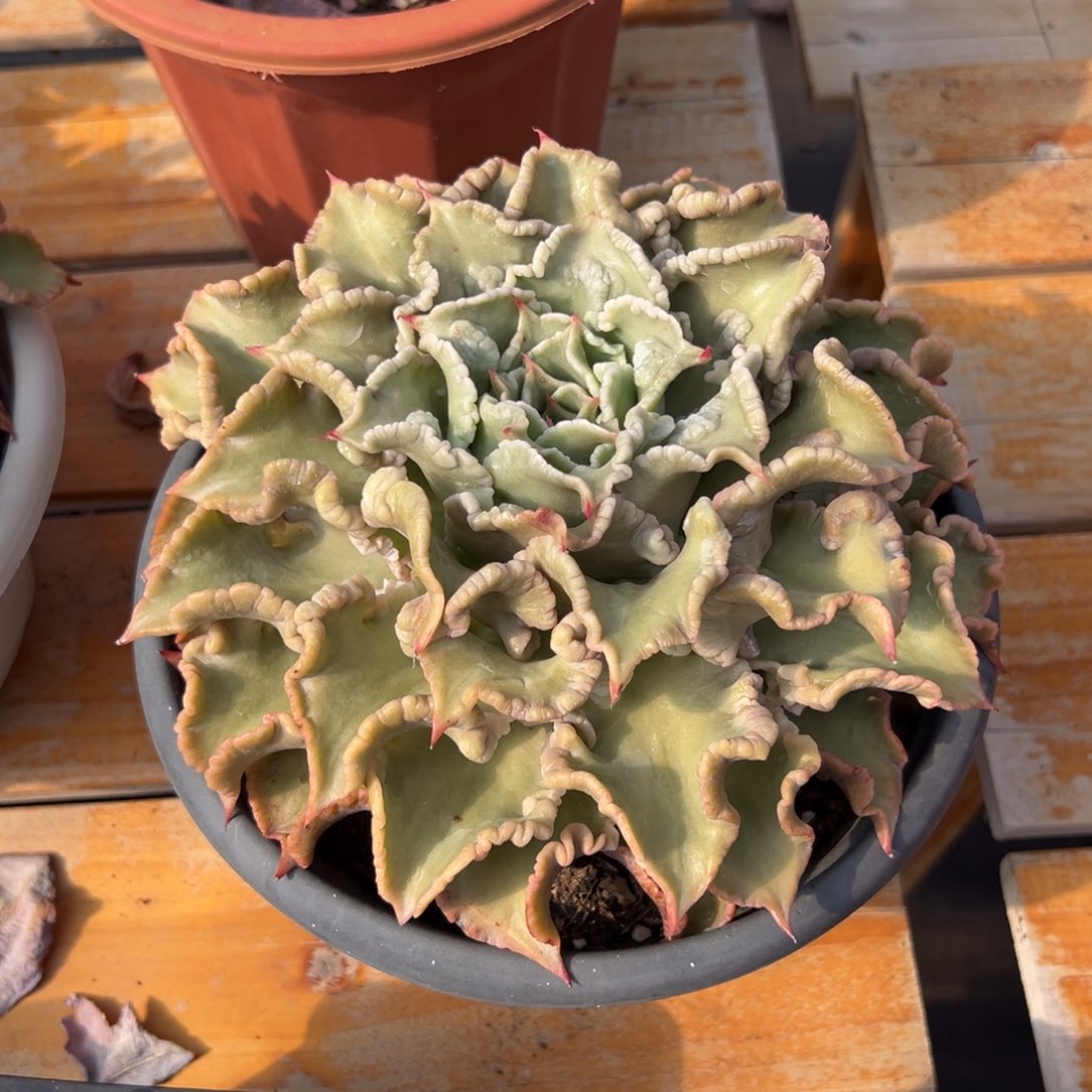 多肉单头饺子皮【非偏远满18包邮】