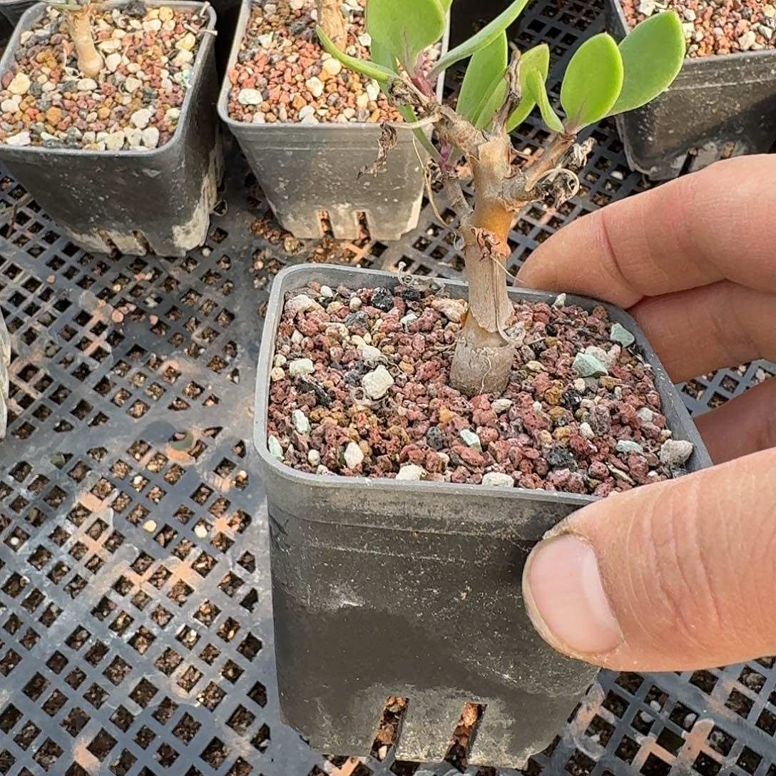 瓶杆厚敦菊一个带盆