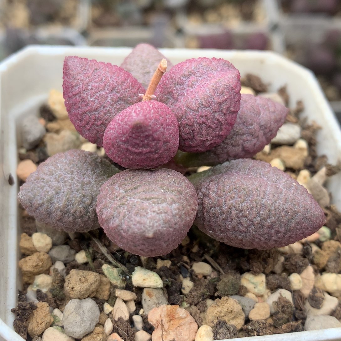棉花糖 单头成株母本