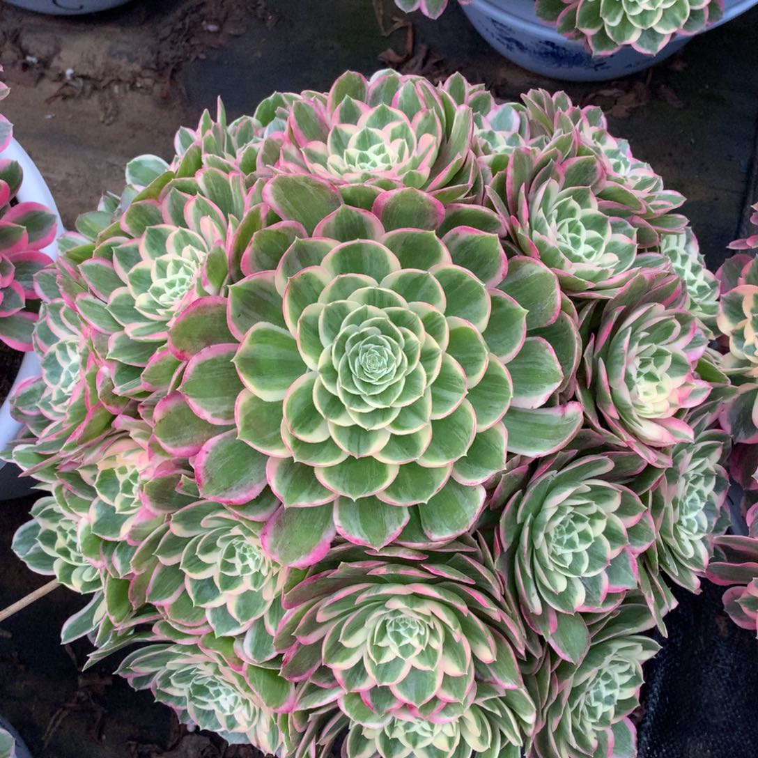 大颗孔雀翎，多肉植物