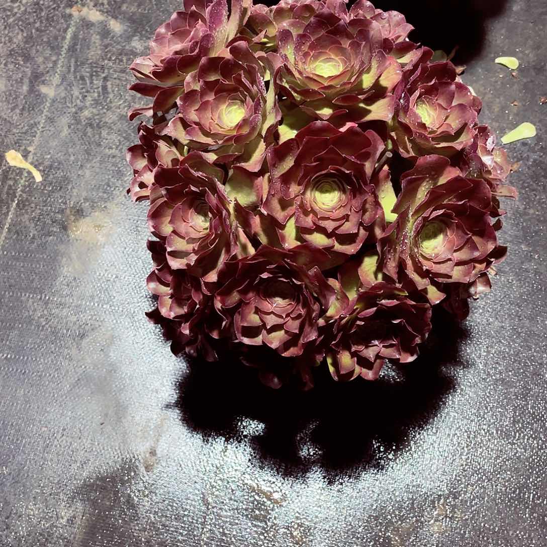 法师多肉漂亮漂亮