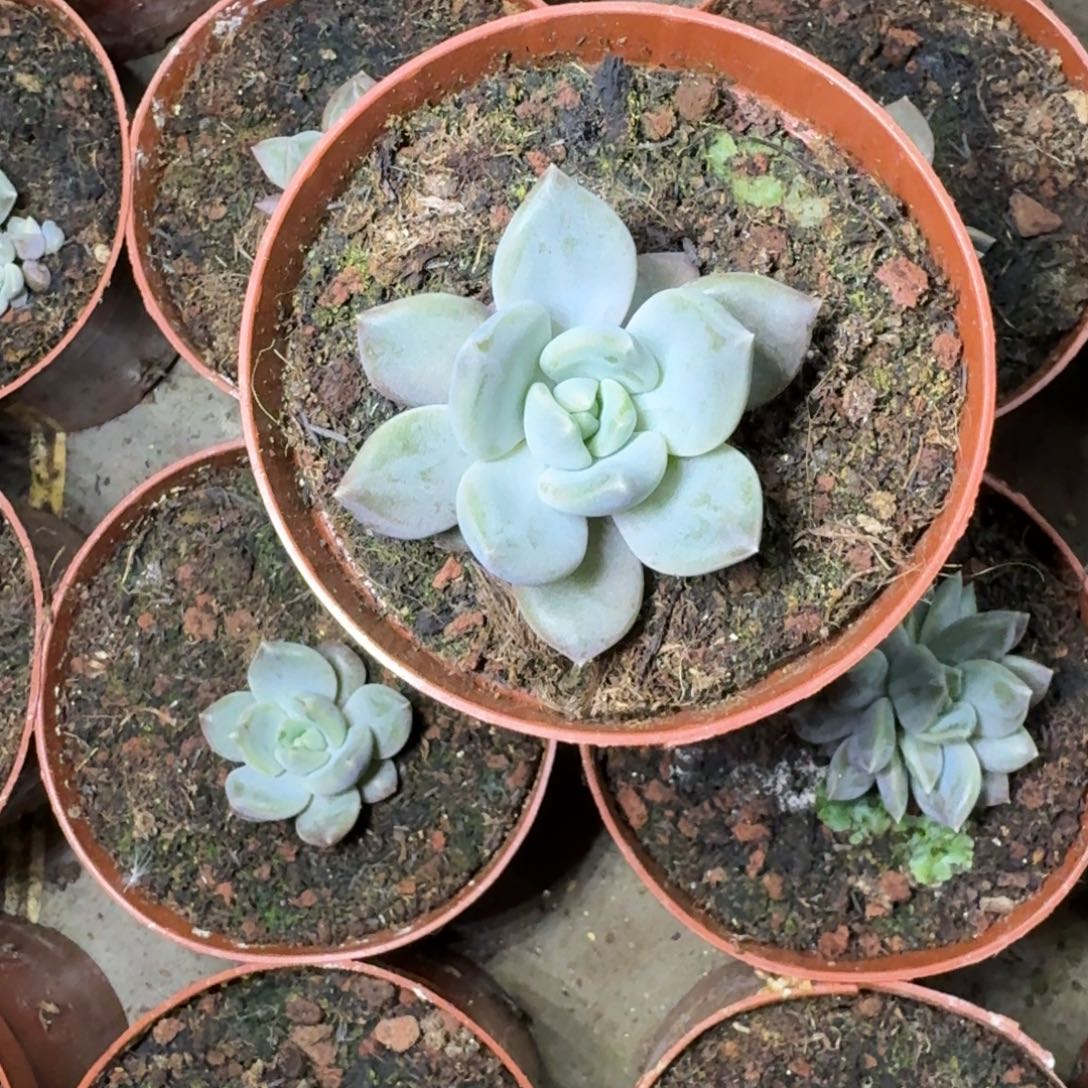 邀月 单头 一物一拍