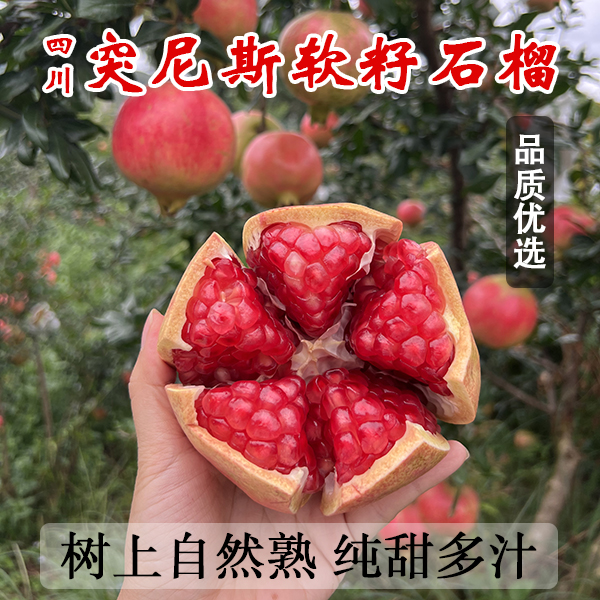 四川会理突尼斯软籽石榴新鲜采摘当季鲜果甜蜜多汁
