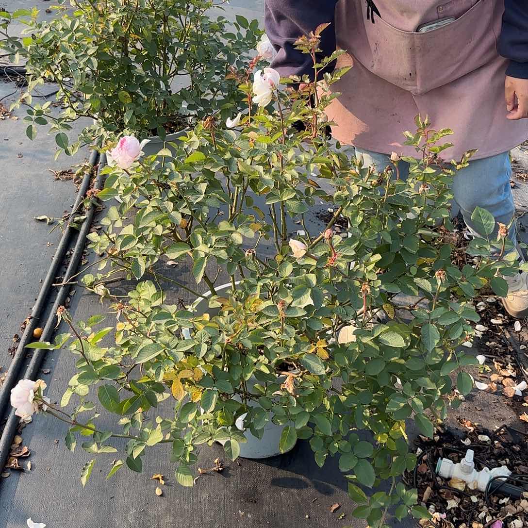 R***h木村玛莎6加仑扦插