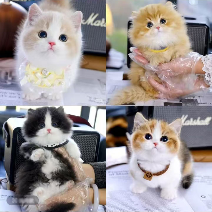喵家猫咪活体直播间全款链接
