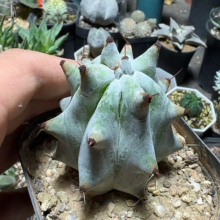 917雷斧阁脱土发货一个随机