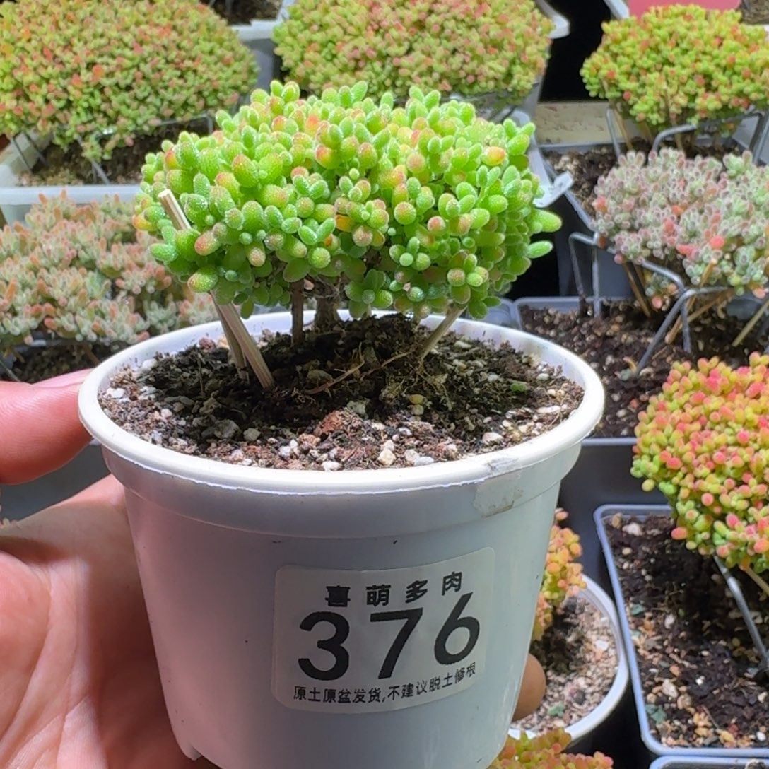 枝干番杏金桔糖球376