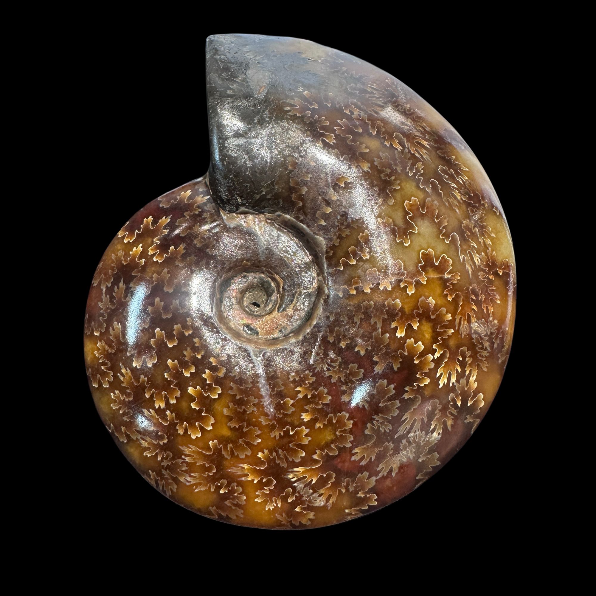 【 叶菊石（手把件）】尺寸109 mm 玉化 马达加斯加 古贝壳 S