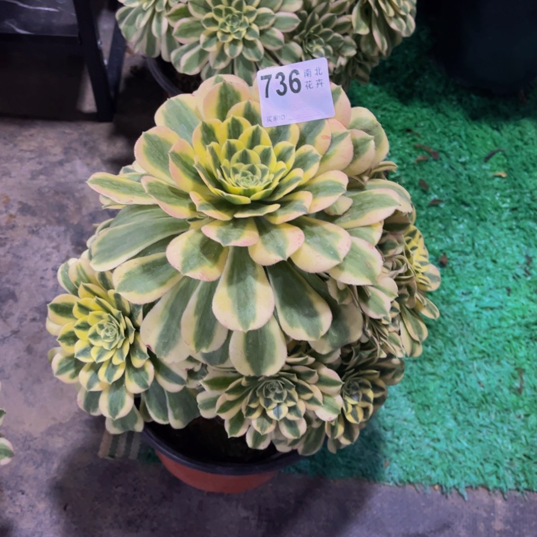 多肉迈巴赫00000736