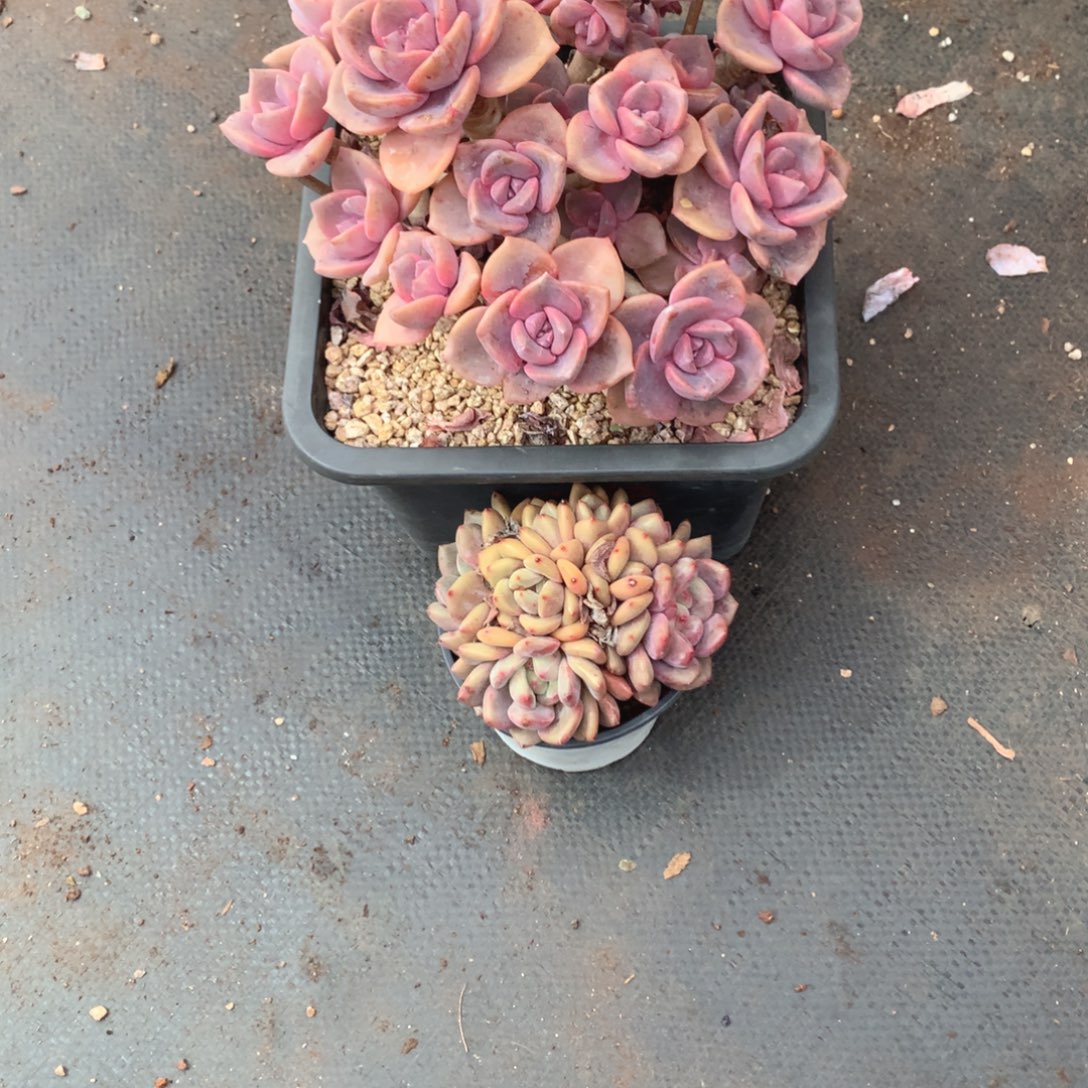 多想把他藏到你彩虹糖