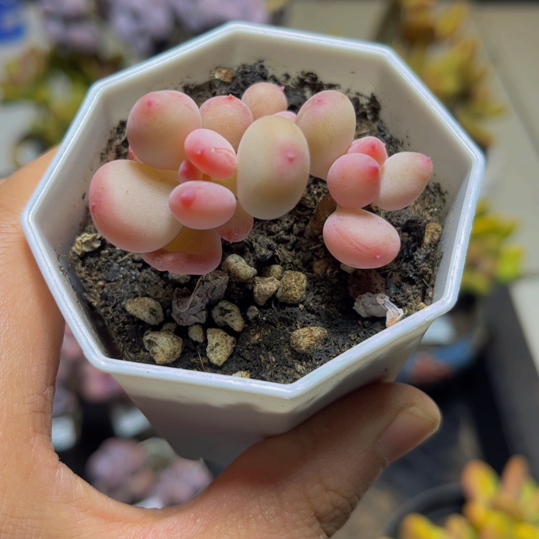 029二代苹果奶5厘米多肉