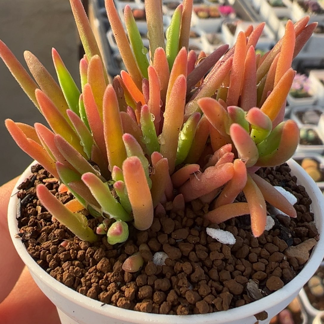 九尾狐多肉植物盆栽植物