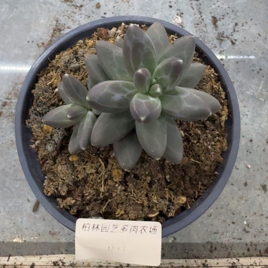 041 美人杂交 一物一拍