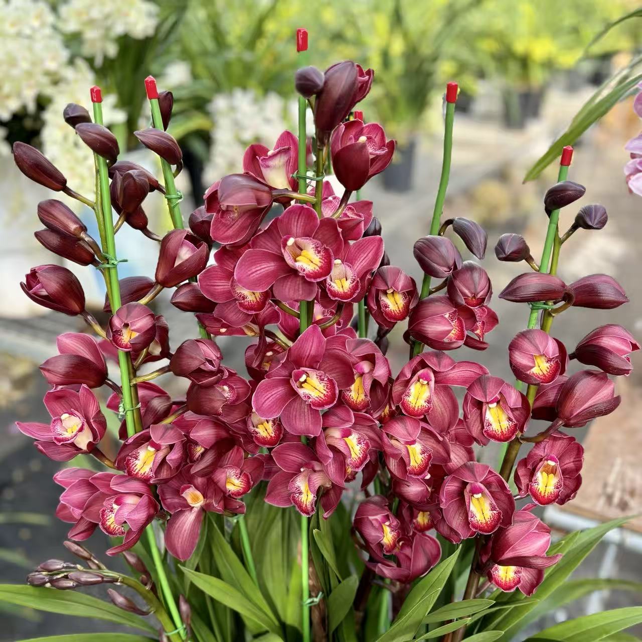 红梅 5 支花剑红色高端大花蕙兰大花苞室内好养活绿植盆栽