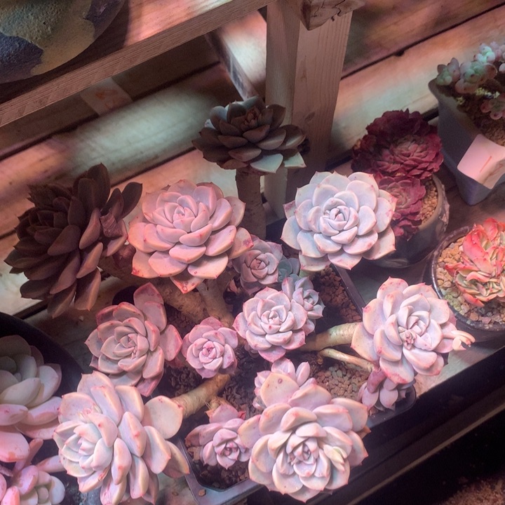 红粉家人z z z z z