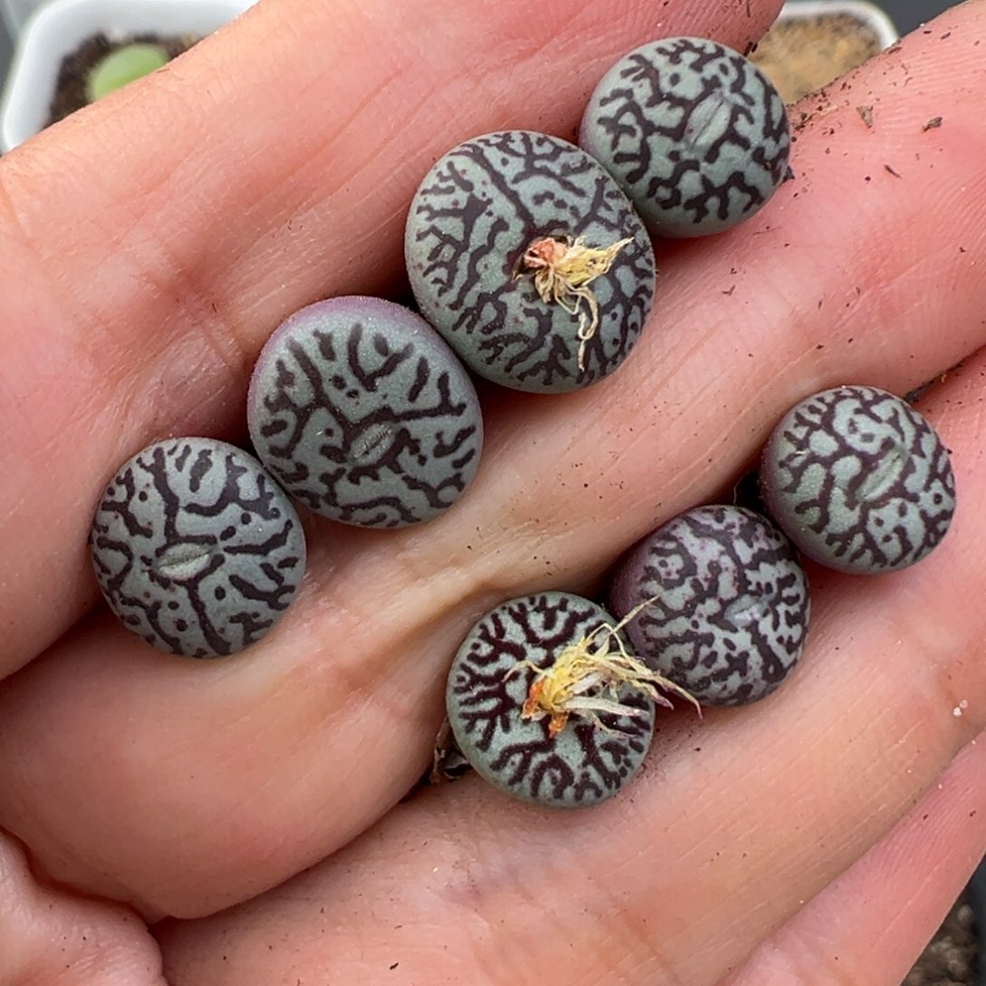 11.29好看的多肉脱土发货694