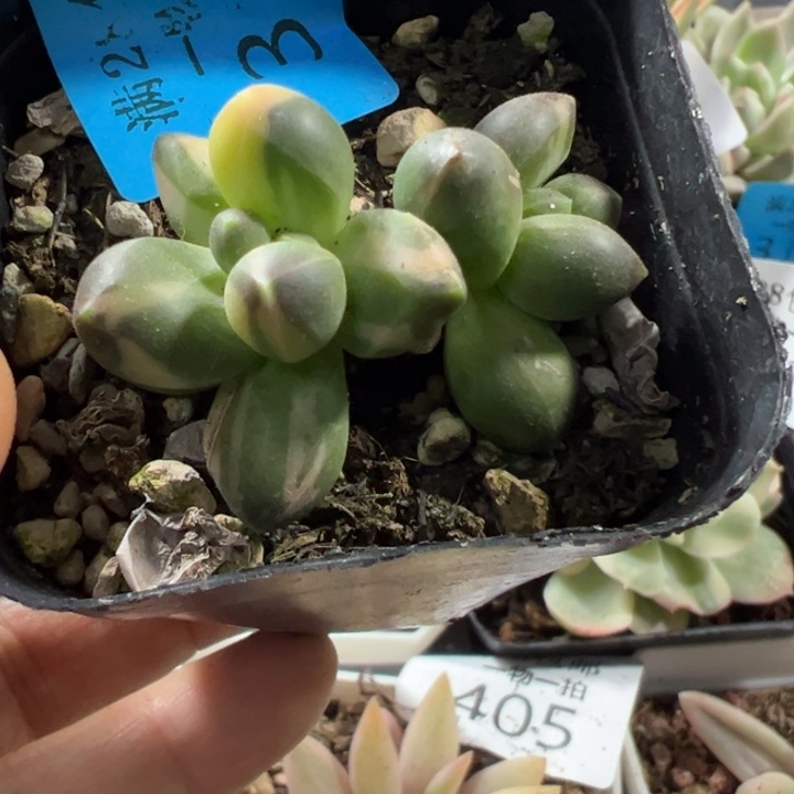 千代田锦多肉植物319