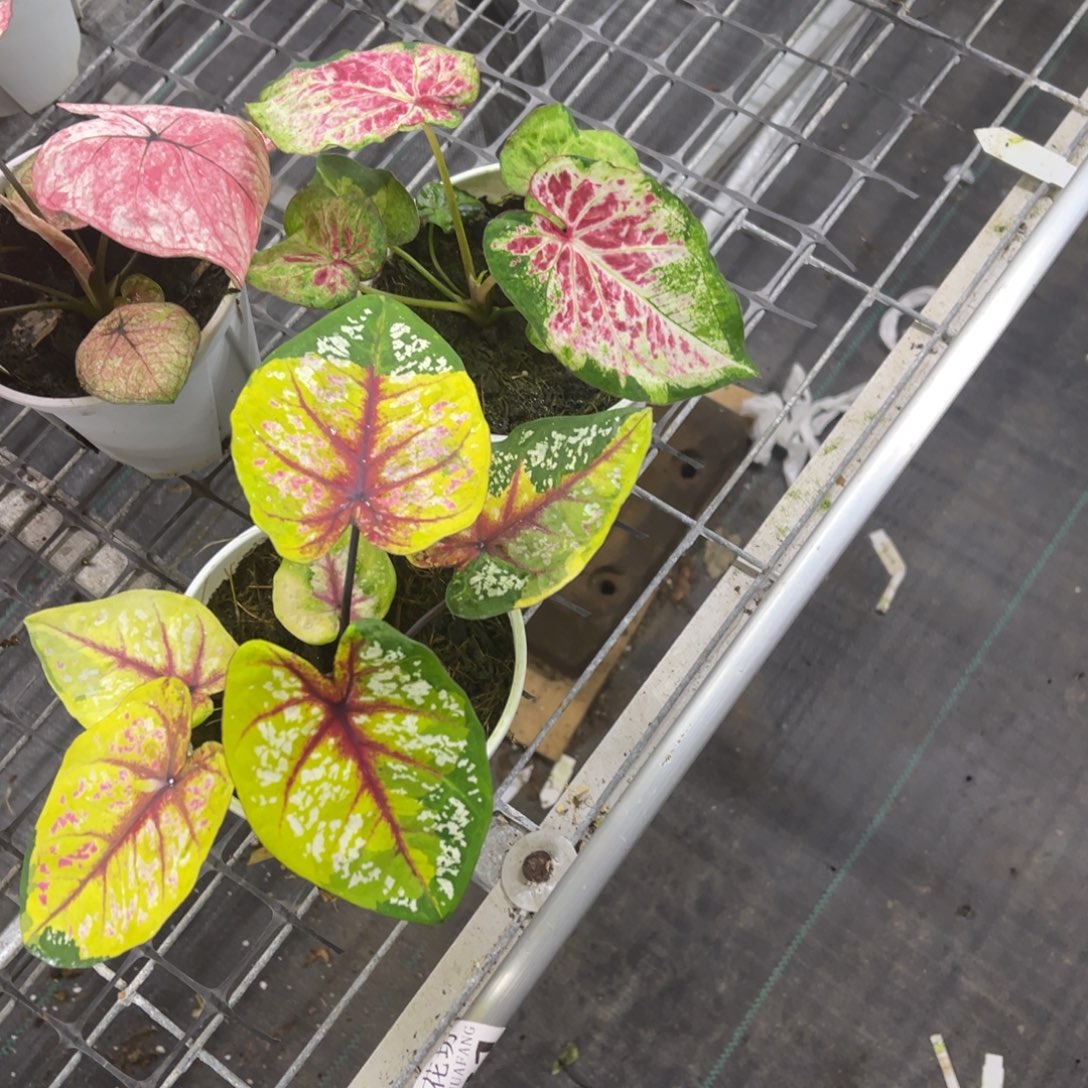 ****.无花朵          714.715阿松凯野蜂不包售后