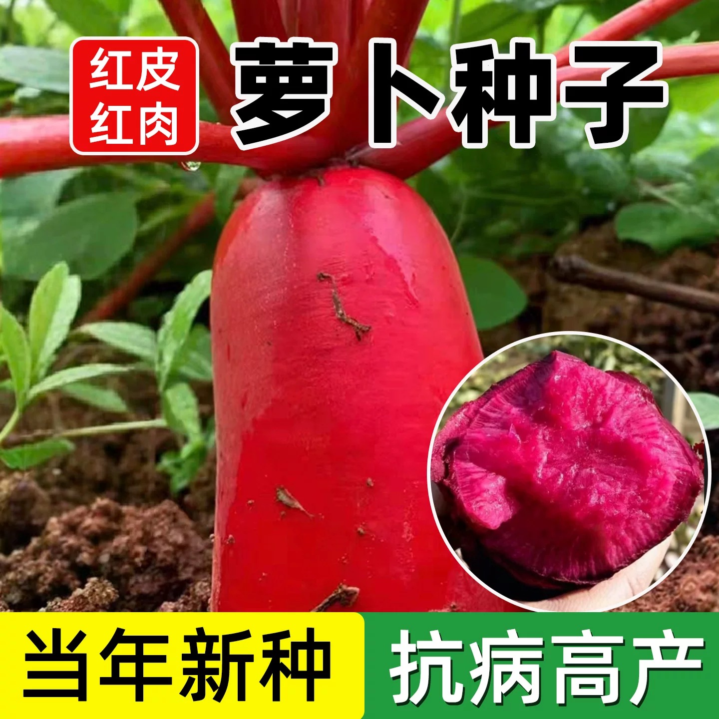 红皮红心水果萝卜种子红水萝卜大田高产春秋季播阳台盆栽蔬菜种籽