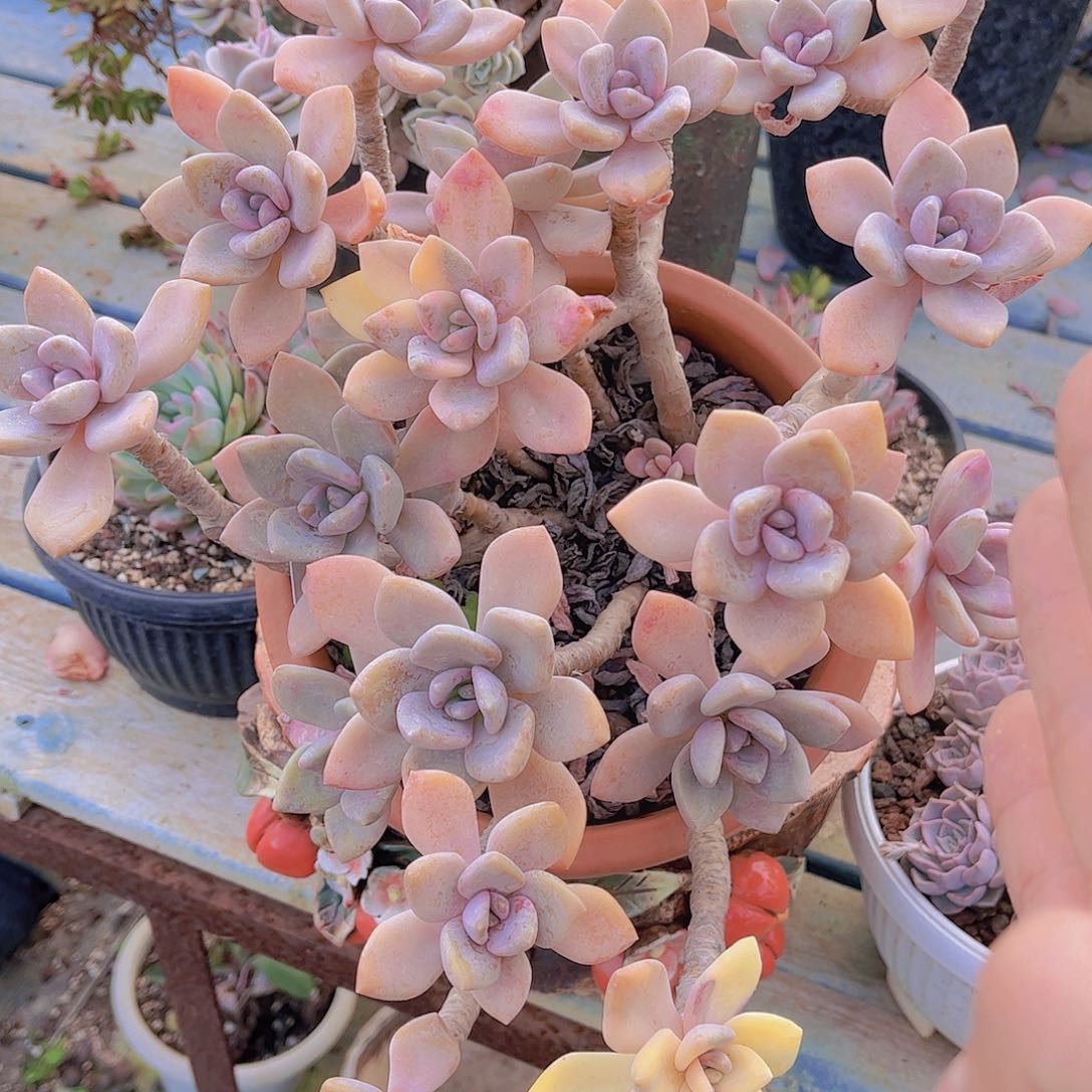 遂**姐多肉老桩多肉老桩