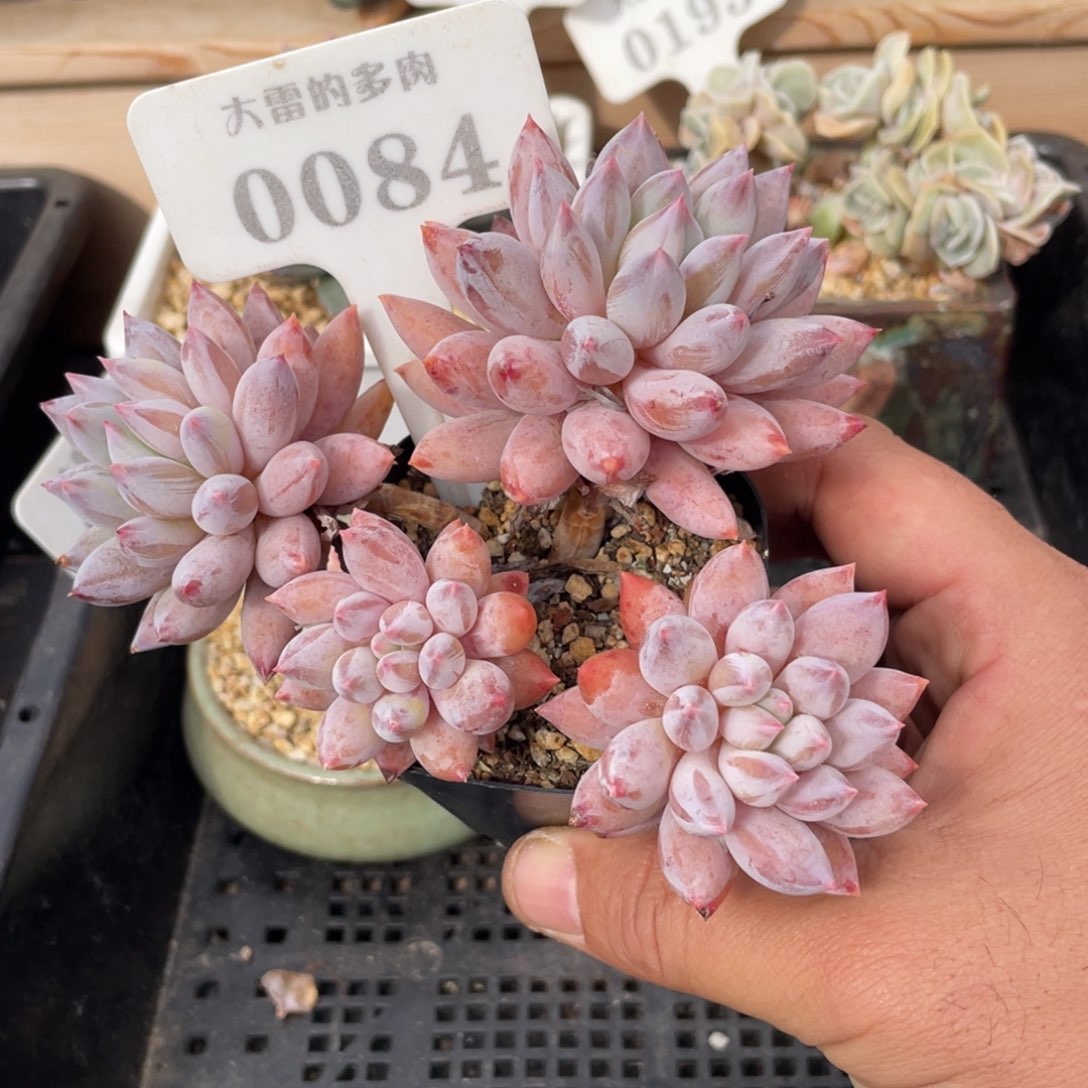 0084所罗门不带盆13厘米啦啦