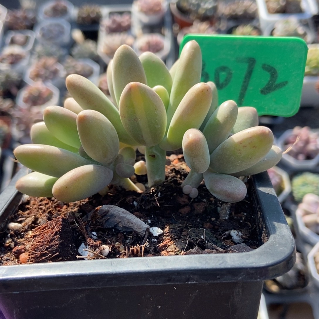 3072芒果奶多肉植物