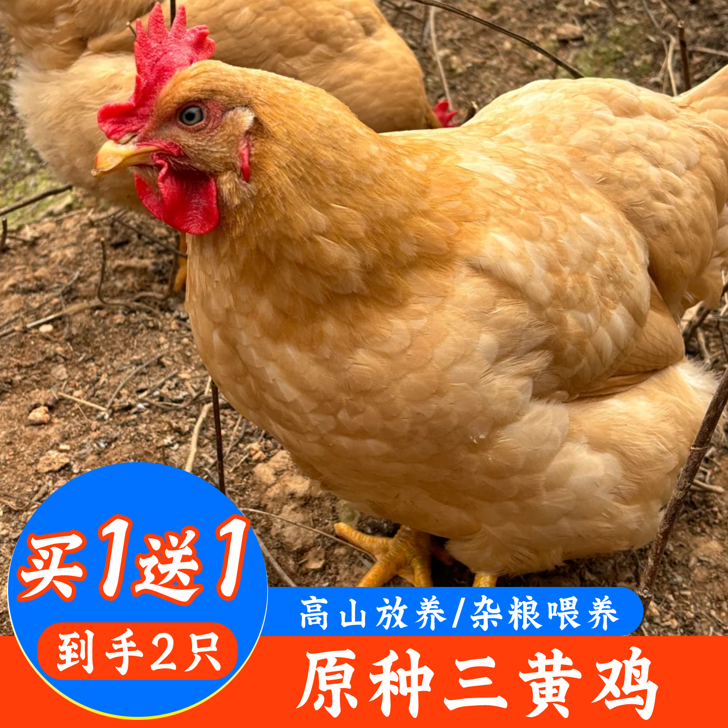 【杀好2只】原种三黄鸡农家放养锁鲜发货