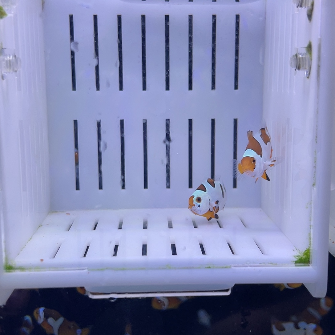 海水鱼精品橘猫一对