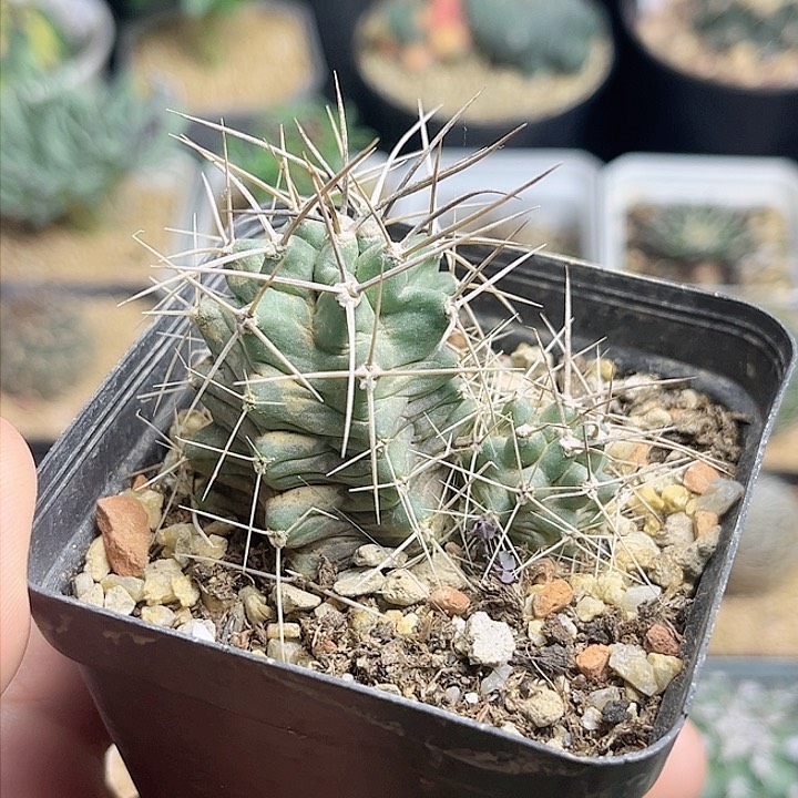 篝火虾实生球双头4.8公分