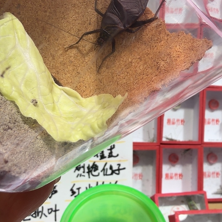 鬼***狐蟋蟀麒麟短须一条