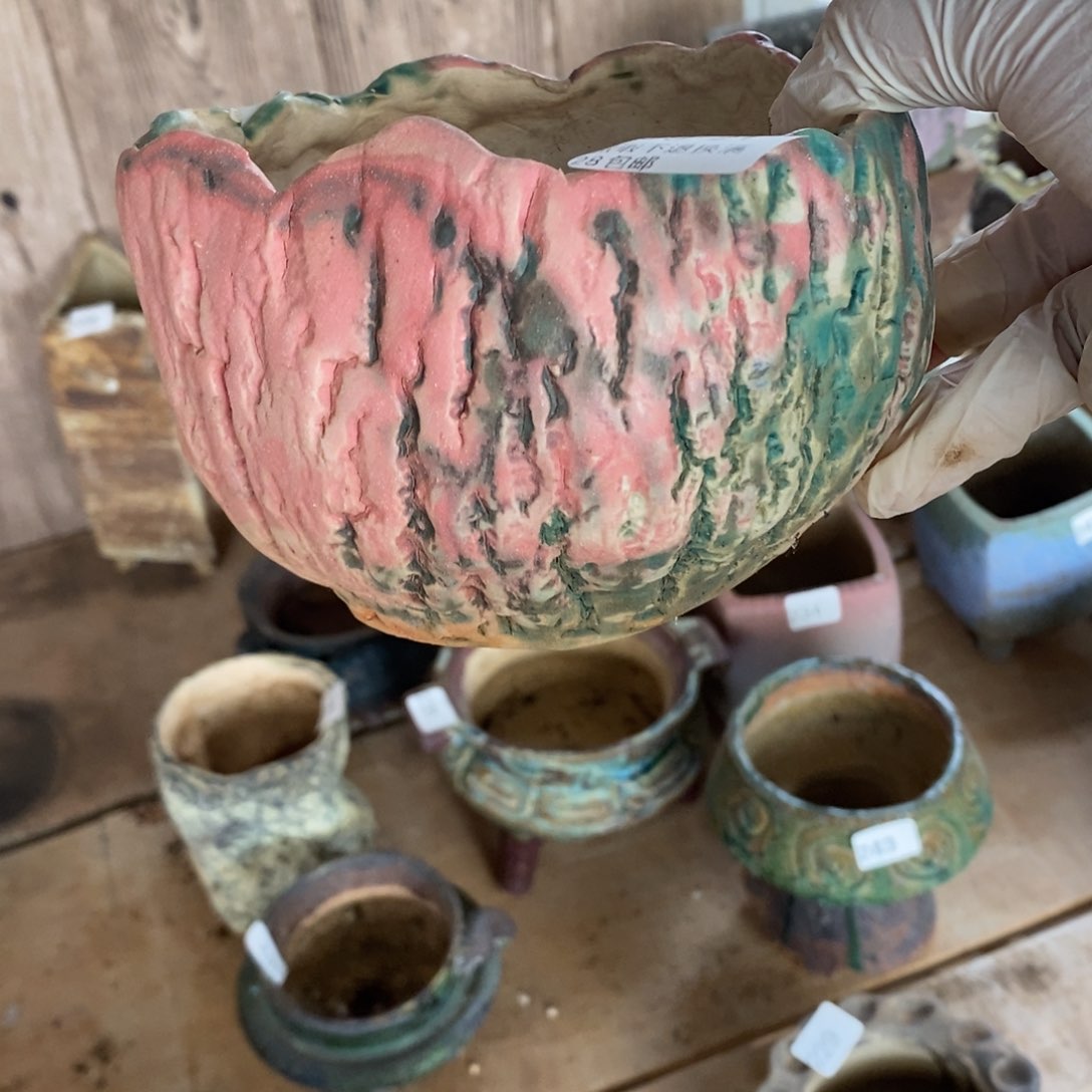 红陶橙**贝21号多肉盆一个呀