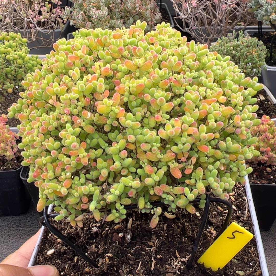 蜜橘糖球5号12cm盆