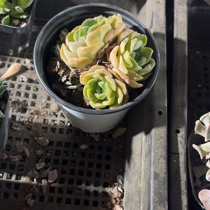 圆盆三头荣晶带盆土发