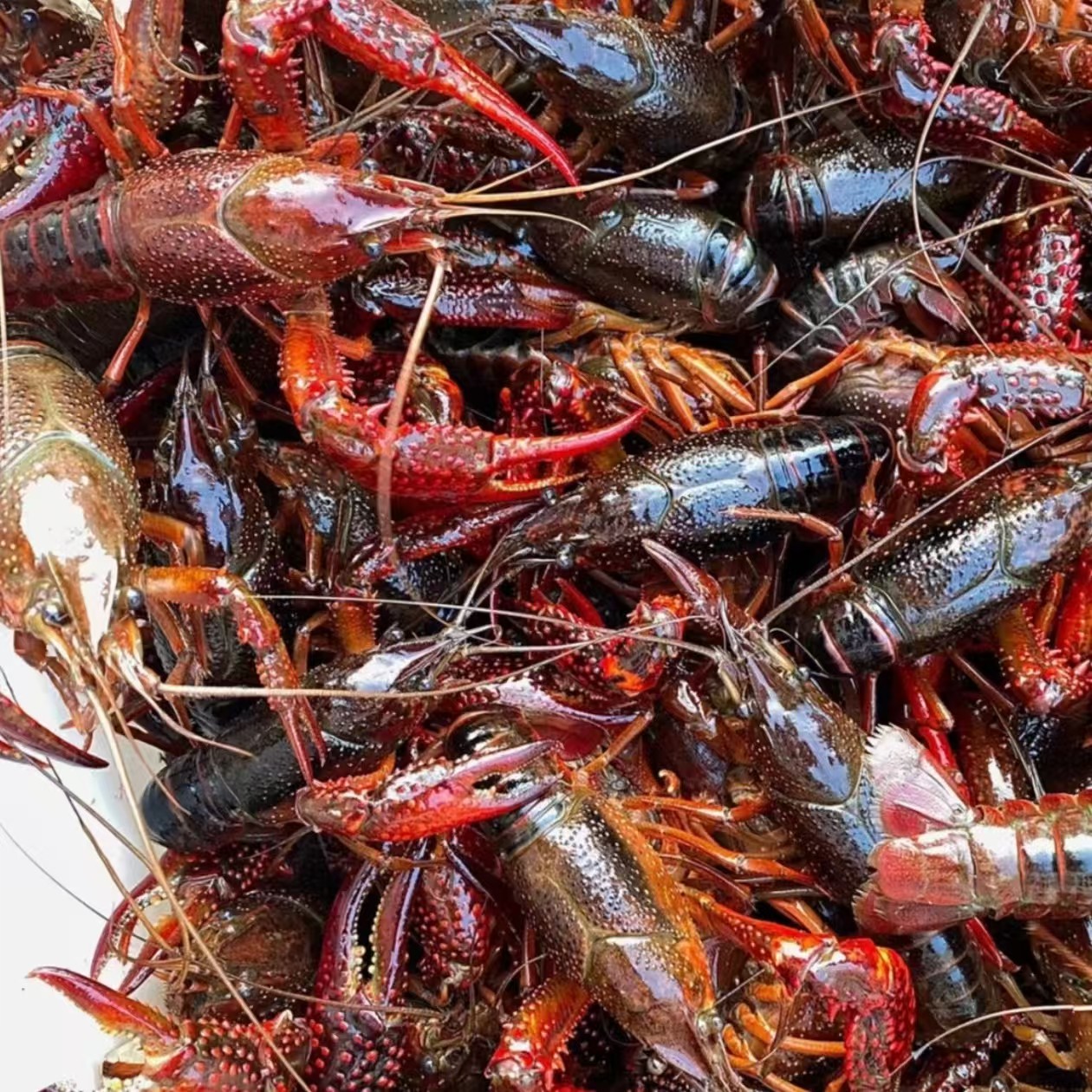 789鲜活小龙虾（大虾）3斤