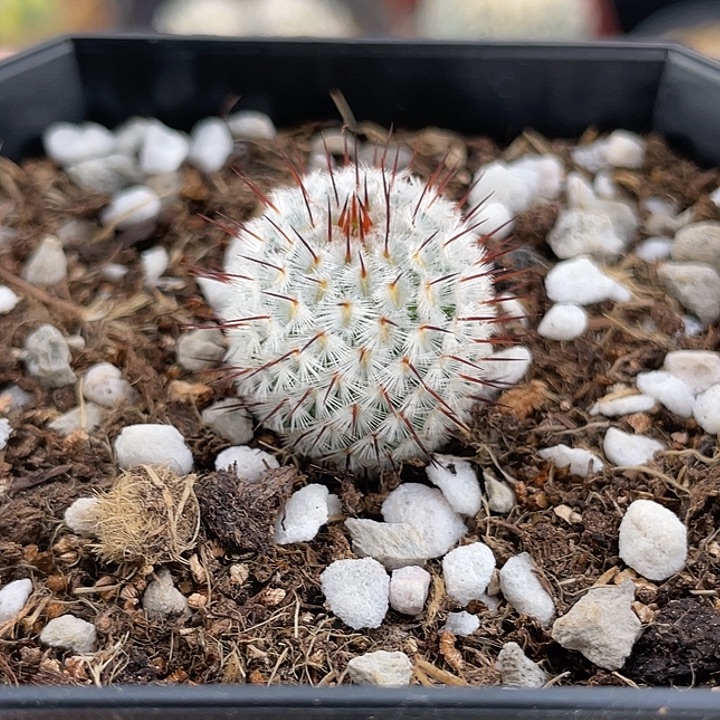 直刺佩蕾实生仙人球