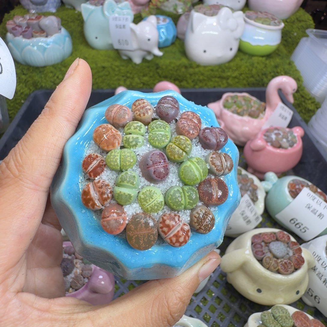 秋****多肉植物福利冲666