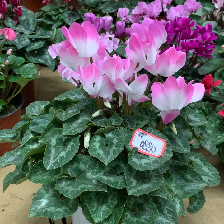 x***葵少量花朵（建议范围：2朵-5朵 或40%以下）