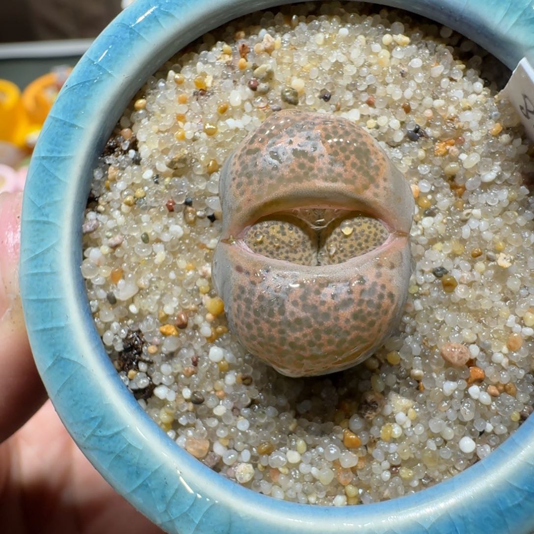 红陶蘑菇440碧琉璃