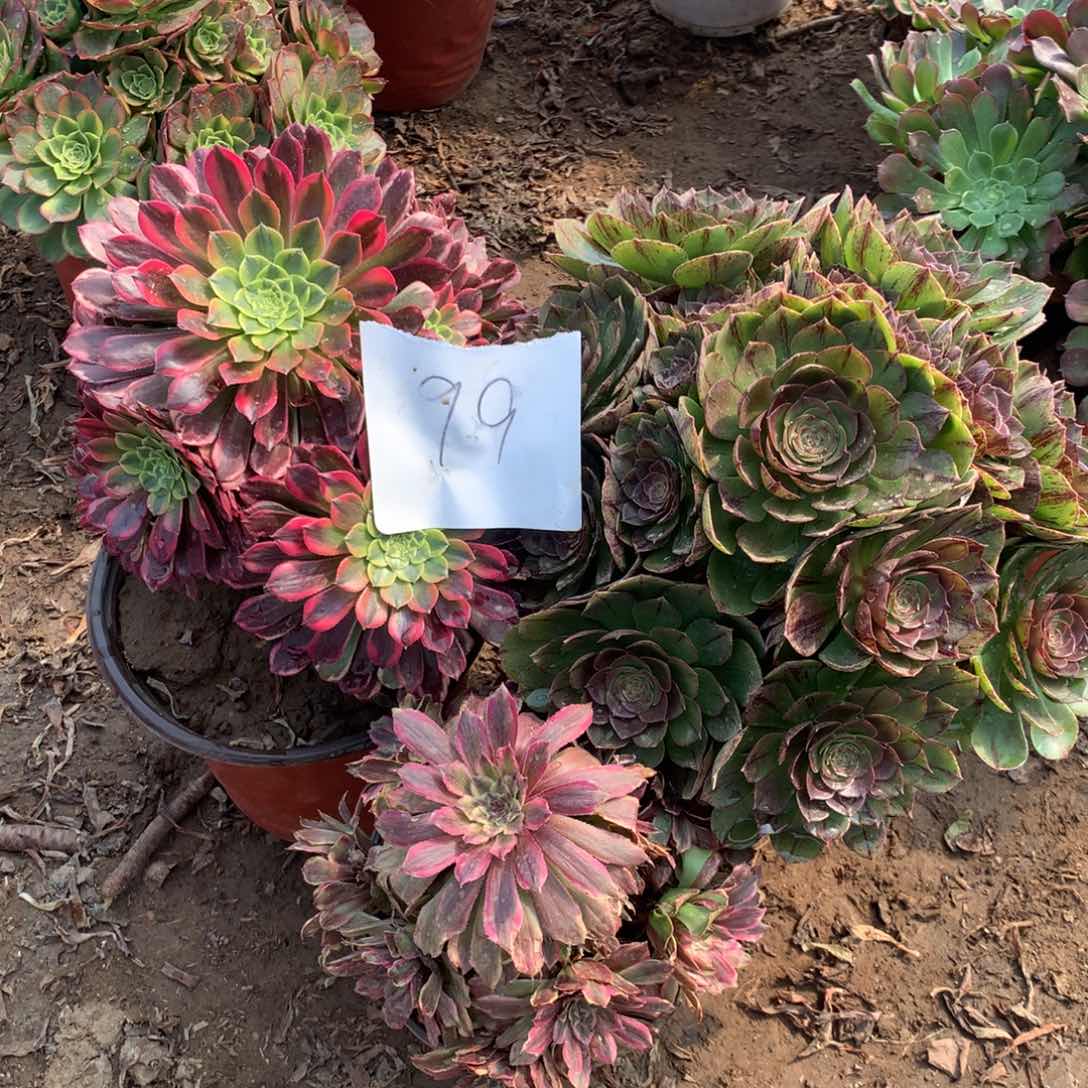 99多肉植物盆栽植物