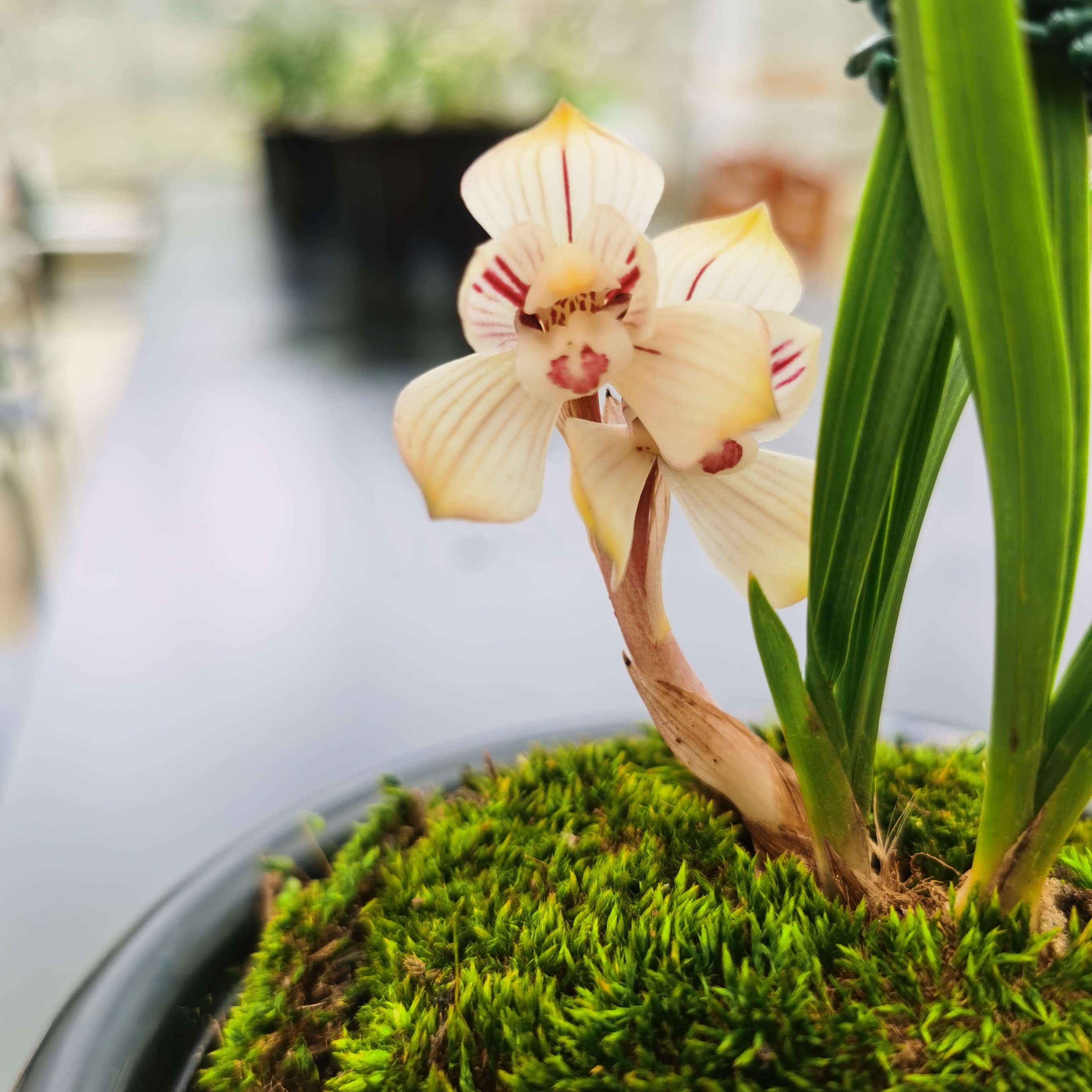 莲瓣兰凤荷室内花卉绿植自产自销兰花盆栽