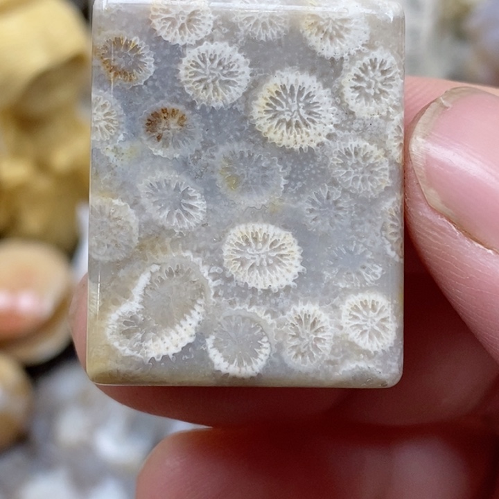 颈饰未镶嵌硅化珊瑚（珊瑚玉）小