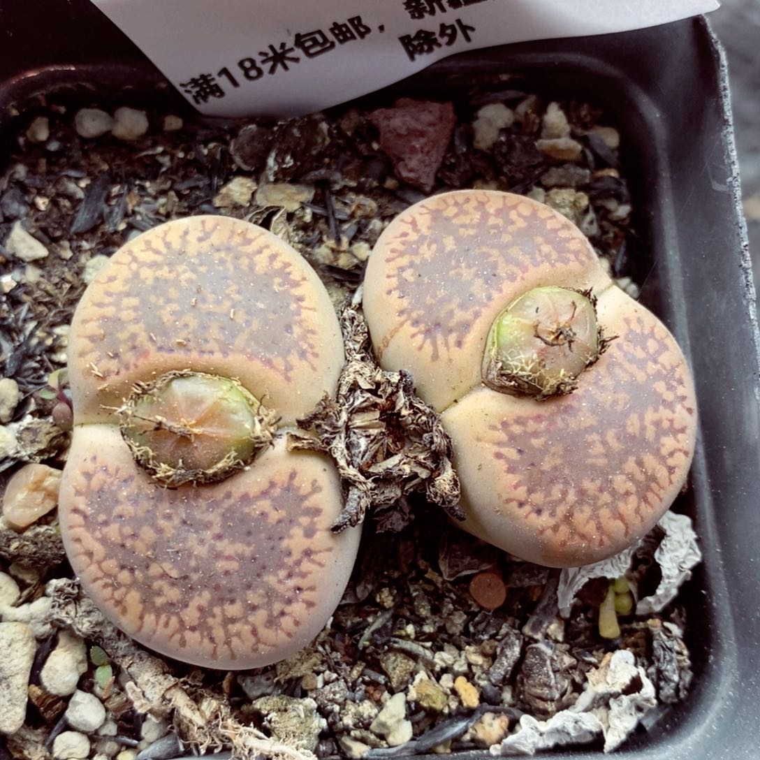 我的小姐姐们都是我077