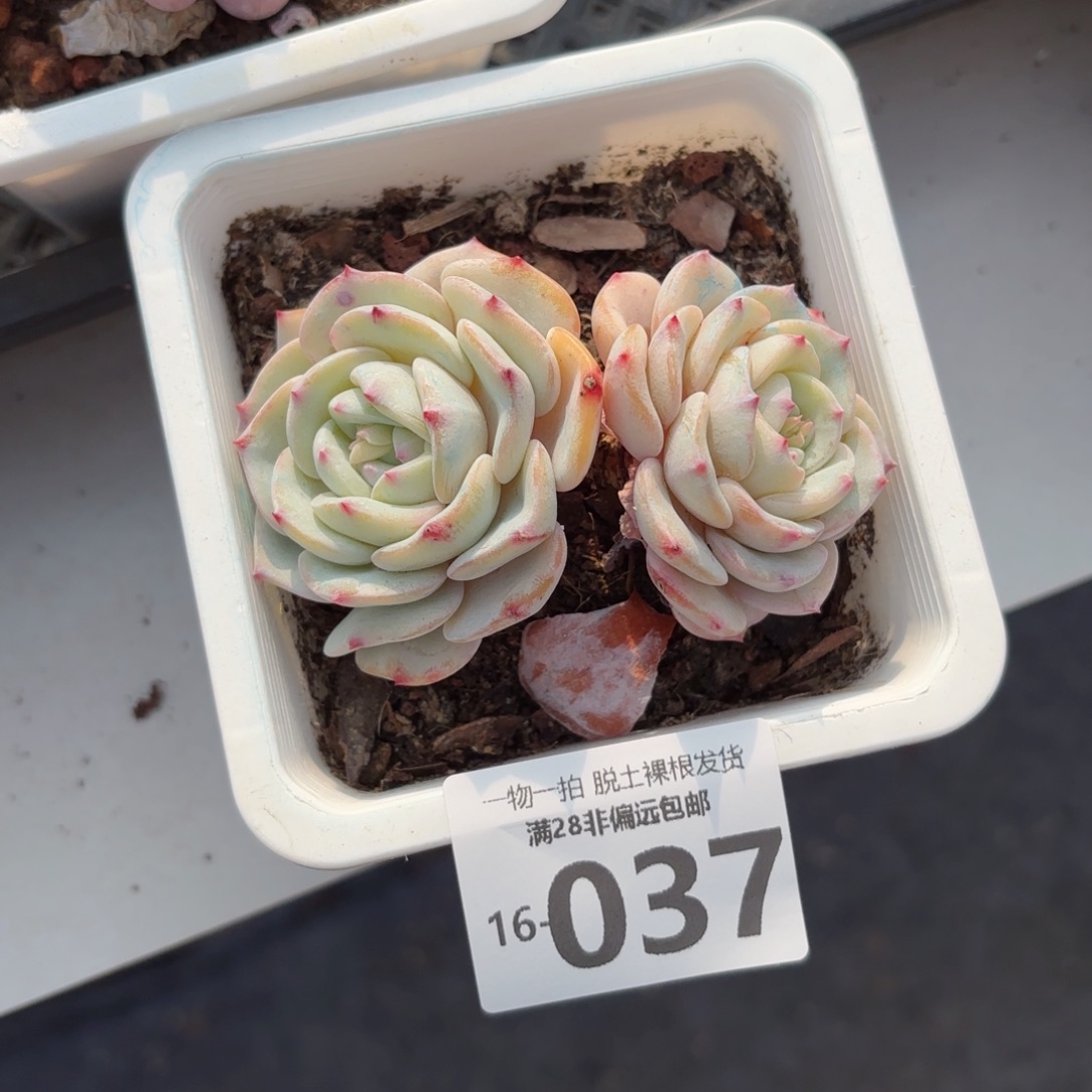 勃朗峰老桩多肉多肉