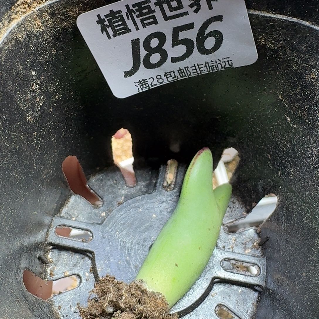 多肉植物的润泽gbn